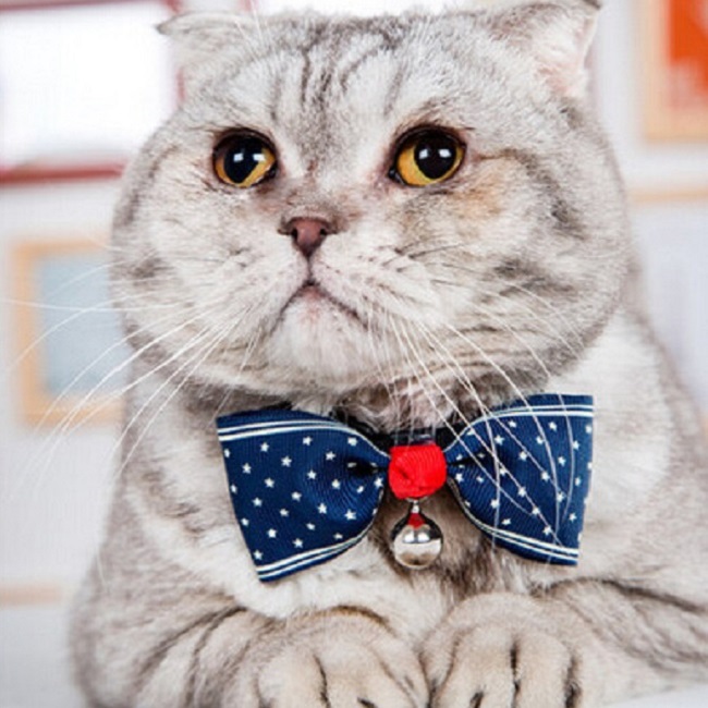 Pet bowtie collar 8107BT 